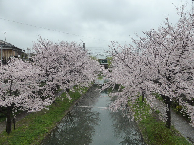 月桂冠大倉記念館そばの桜